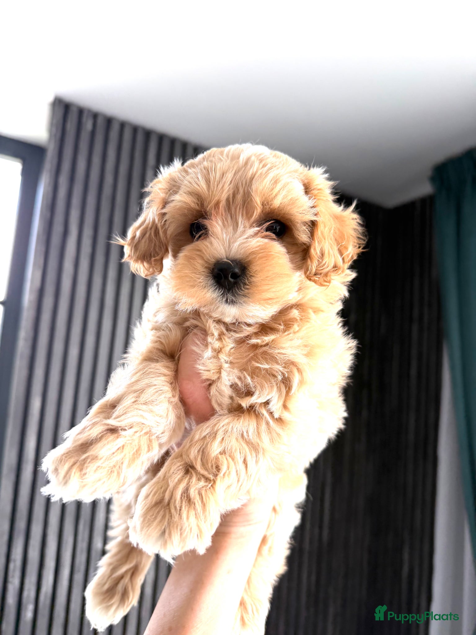 Maltipoo honden Prachtige , gezonde Maltipoo pups NL nestje - Advertentie 1