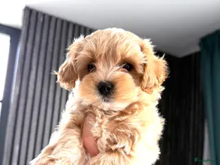Maltipoo honden Prachtige , gezonde Maltipoo pups NL nestje - Advertentie 1