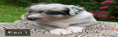 Australian Shepherd reu 1