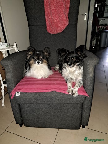 Kruising honden - Advertentie 10