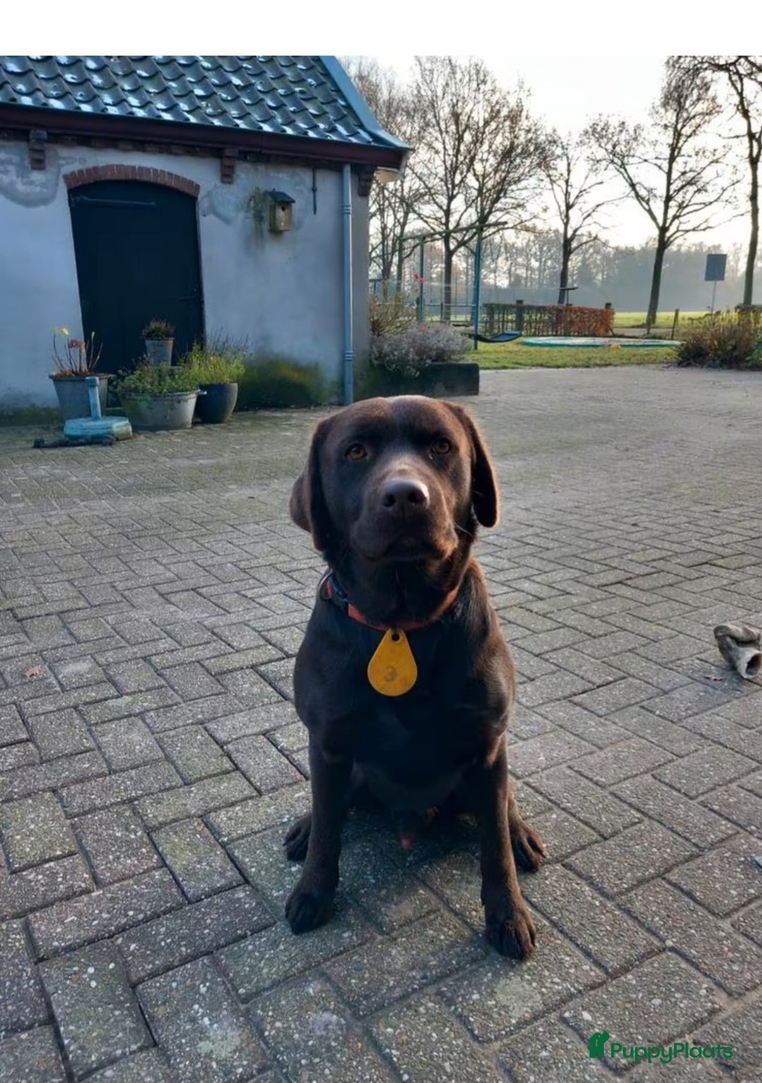 Labrador Retriever honden te koop: Te koop mooie labrador reu - Advertentie 10