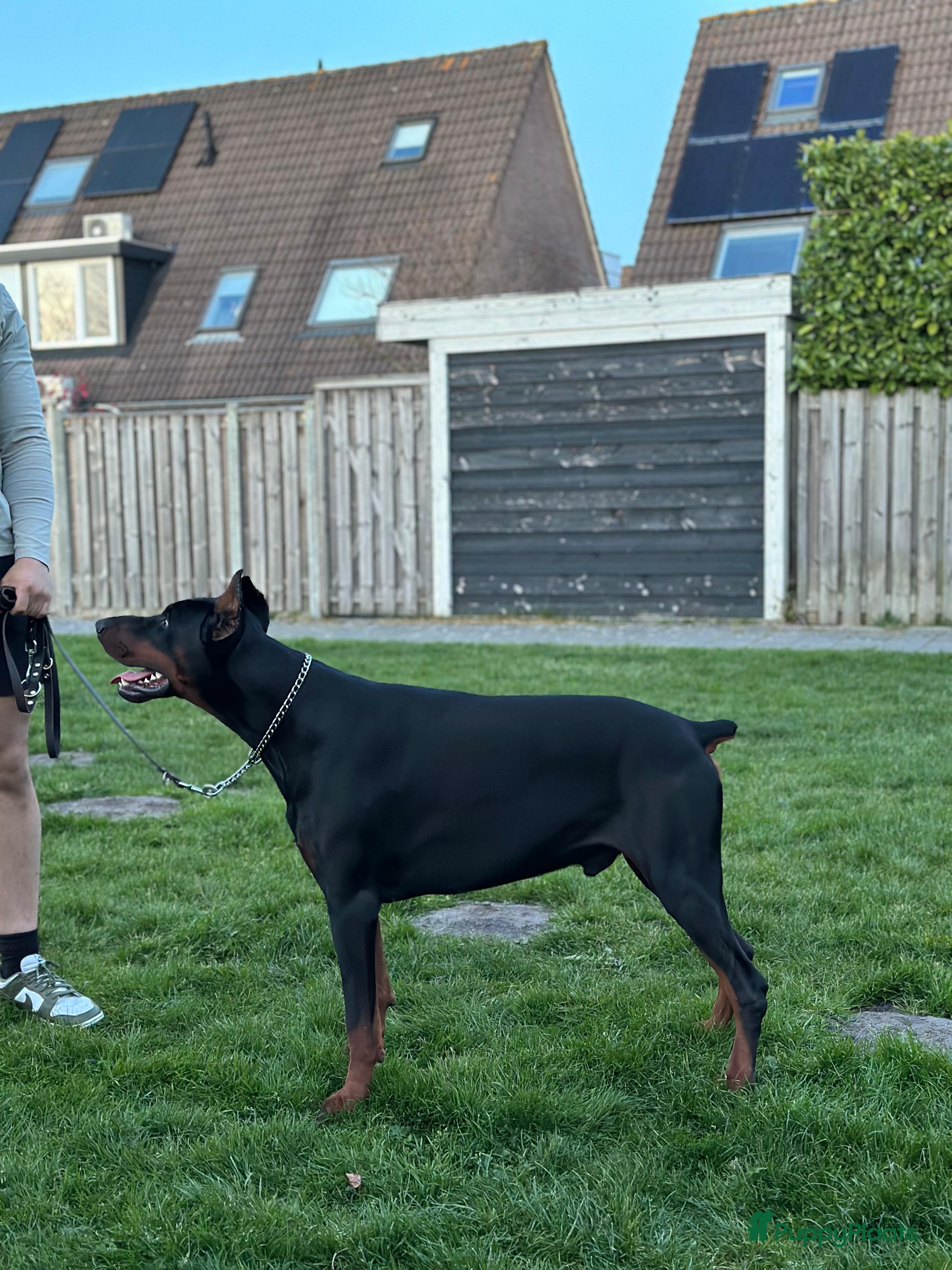 Jaxx