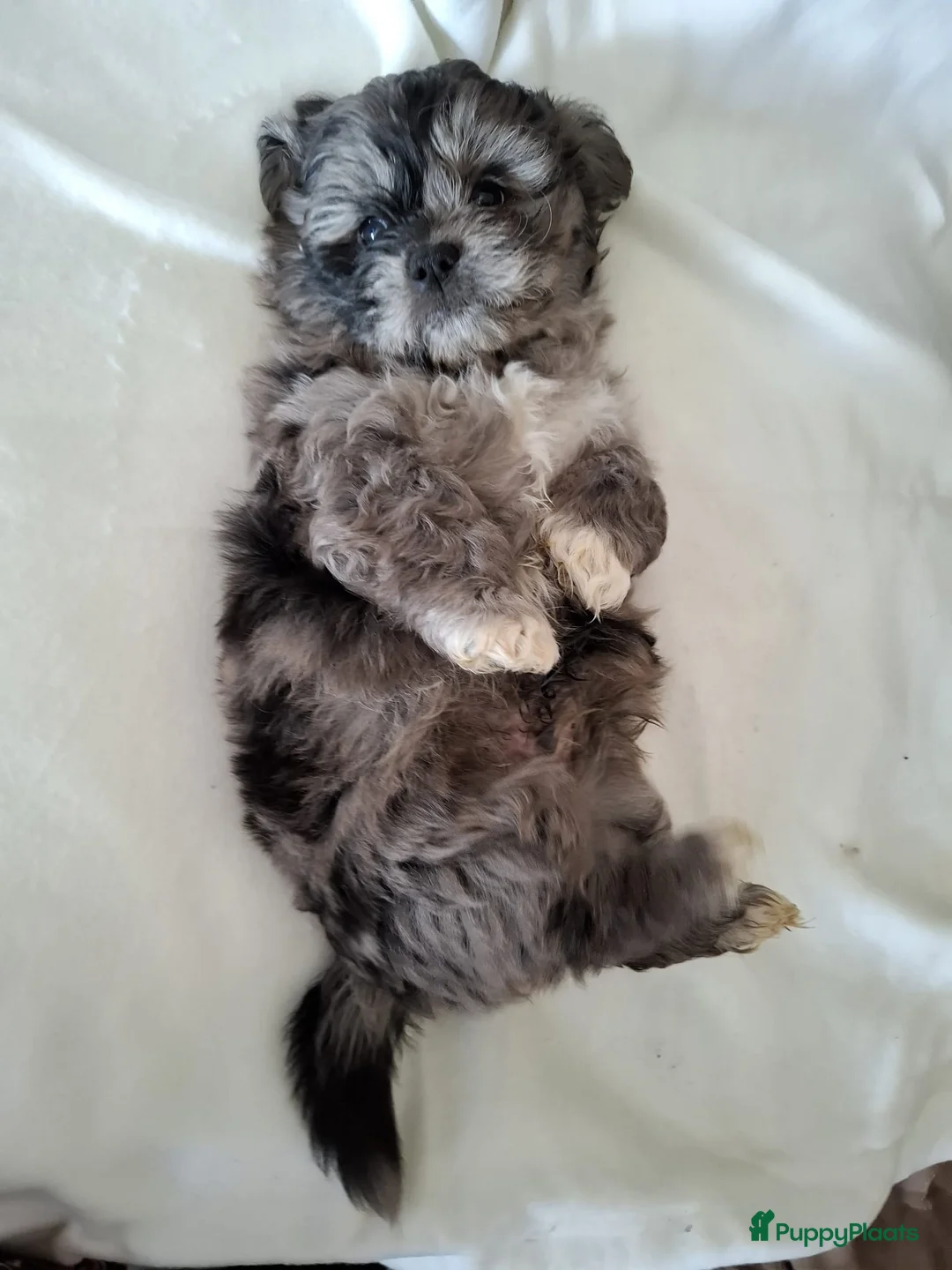 Boomer honden te koop: Drie mooie boomer reutjes  - Advertentie 7