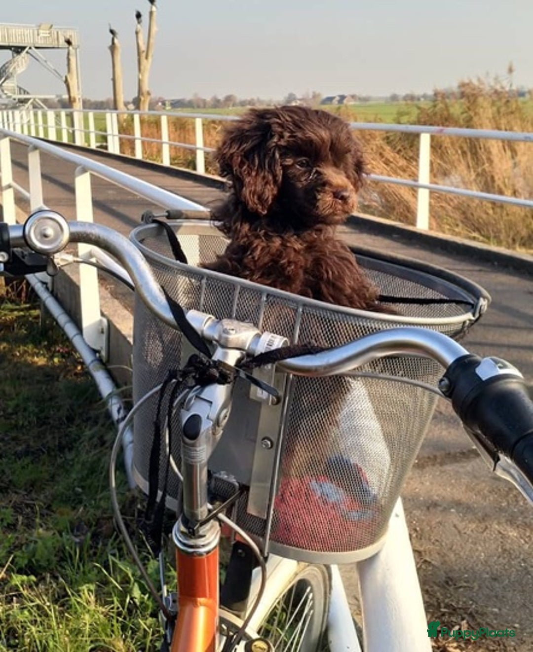 Shihpoo honden te koop: Choco shihpoo puppy teefje x toypoedel - Advertentie 10