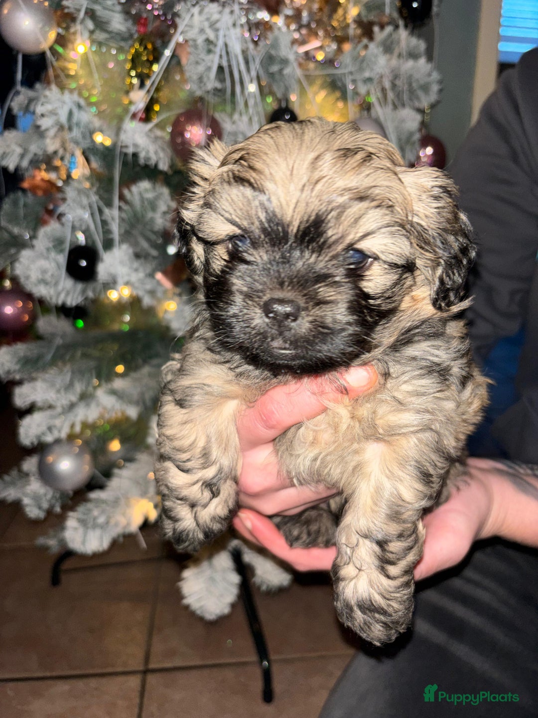 Kruising honden te koop: Puppie - Advertentie 7