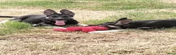 Duitse Herder honden te koop: Prachtige Oost Europese herder pups met Stamboom - Advertentie 2