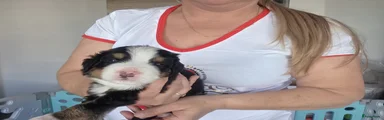 Berner Sennenhond Puppy 7