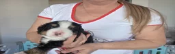 Berner Sennenhond honden te koop: Prachtig nest Berner Sennenhond pups beschikbaar - Advertentie 5