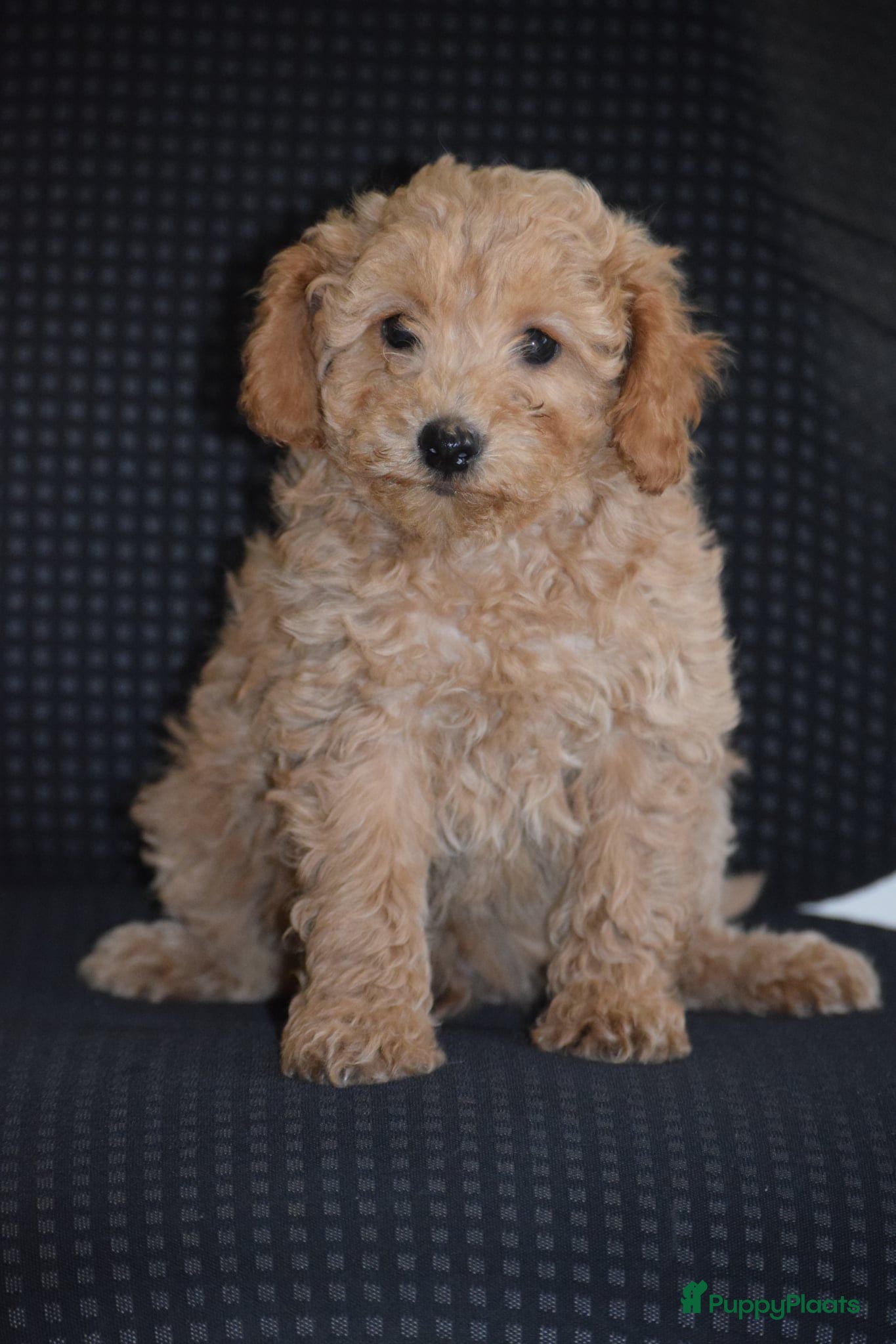 Maltipoo honden Mooie kleinblijvende MALTIPOO PUPS Met garantie  - Advertentie 2