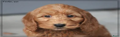 Cockapoo 3