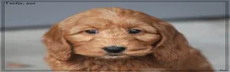 Cockapoo honden te koop: Leuke Cockapoo pups. - Advertentie 8