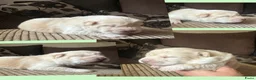 Chow Chow honden te koop: Mooie Chow Chow pups geboren - Advertentie 26