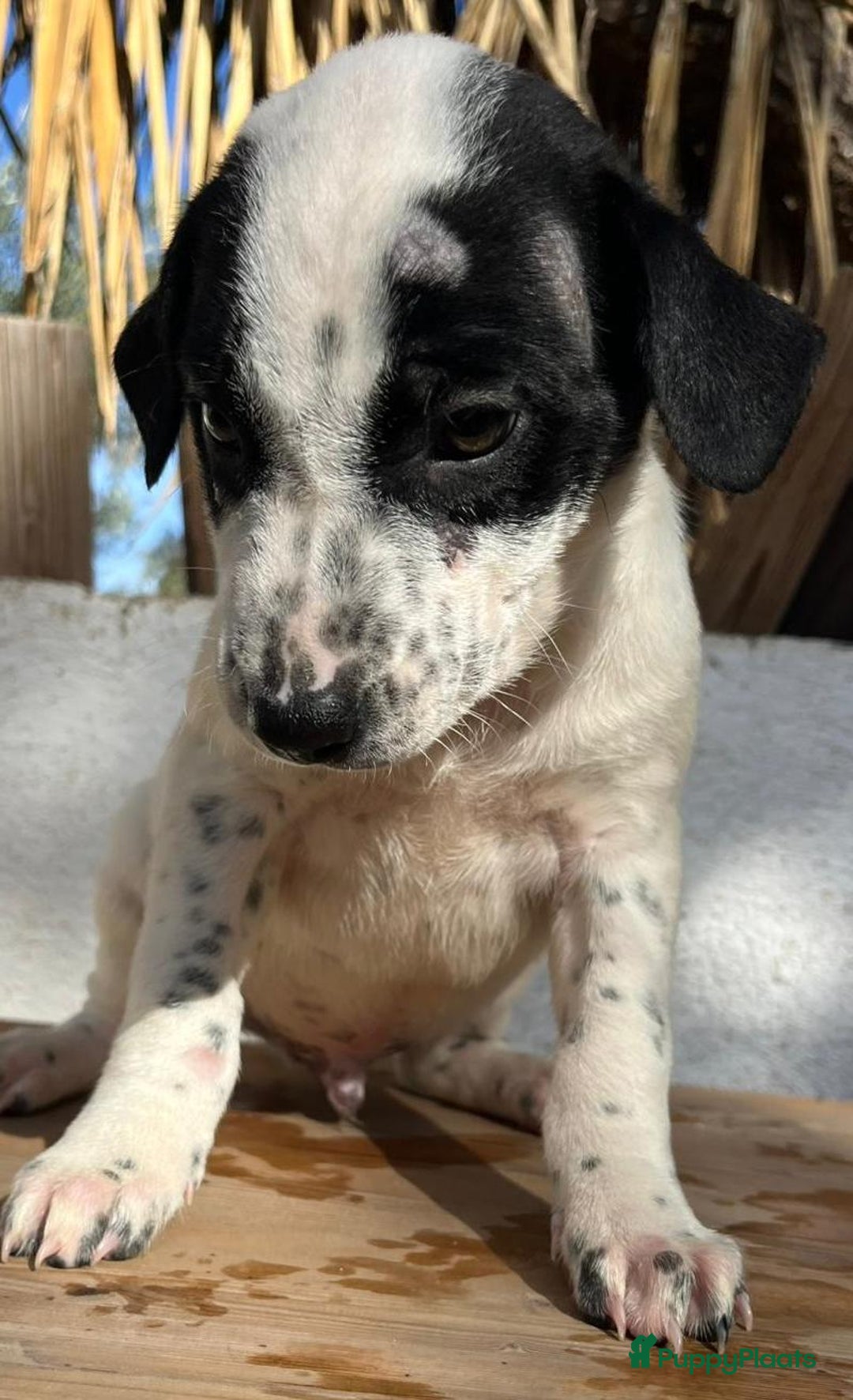 Kruising honden ter adoptie: Gunter zoekt een  vriendje voor het leven  - Advertentie 8