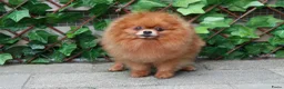 Pomeriaan honden te koop: Mooie pomeranian/ dwergkees pups met fci stamboom - Advertentie 18