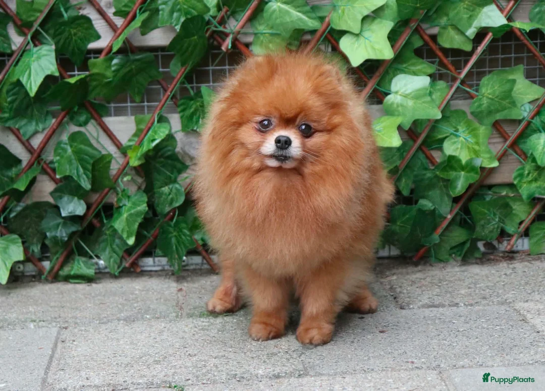 Pomeriaan honden te koop: Mooie pomeranian/ dwergkees pups met fci stamboom - Advertentie 18