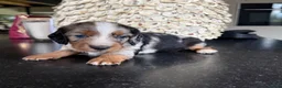 Kruising honden te koop: Teckels pups prachtige kleuren 🖤🤎🤍 - Advertentie 10