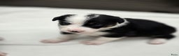 Border Collie honden te koop: Prachtige bordercolliepups met Isds stamboom - Advertentie 9