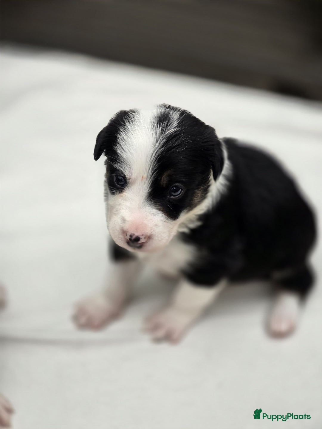 Border Collie honden te koop: Prachtige bordercolliepups met Isds stamboom - Advertentie 9