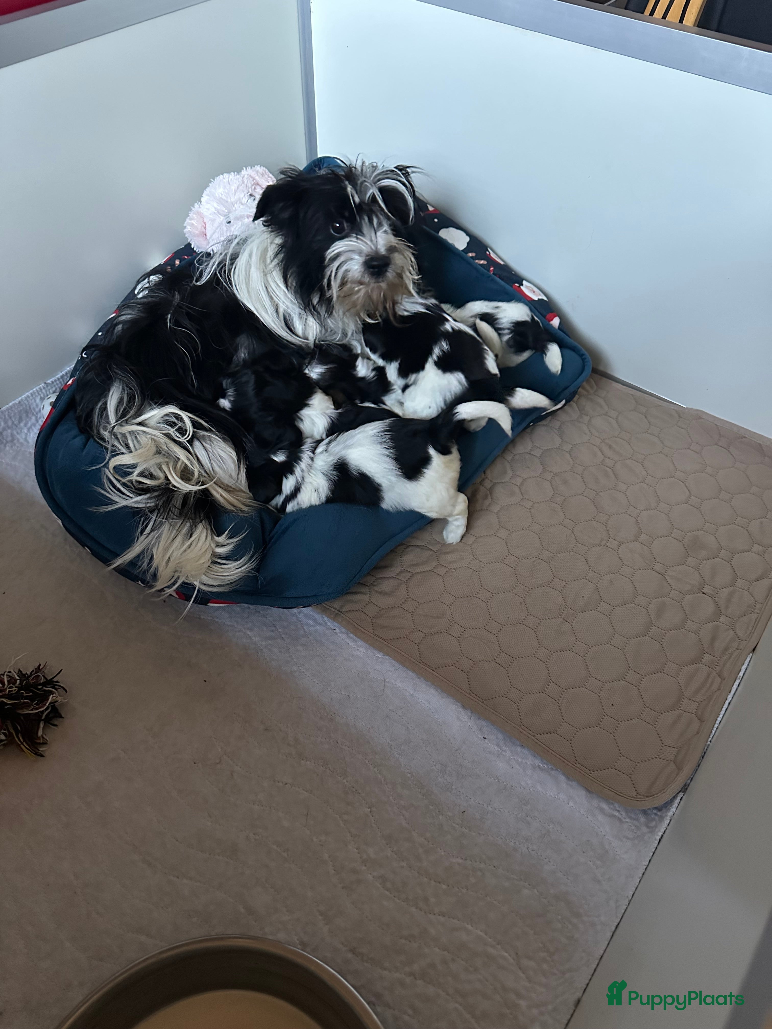 Yorkshire Terriër honden Biewer en Harlekijn Yorkshire Terrier pups - Advertentie 1