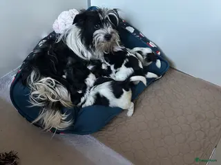 Yorkshire Terriër honden Harlekijn Yorkshire Terrier reutje - Advertentie 18