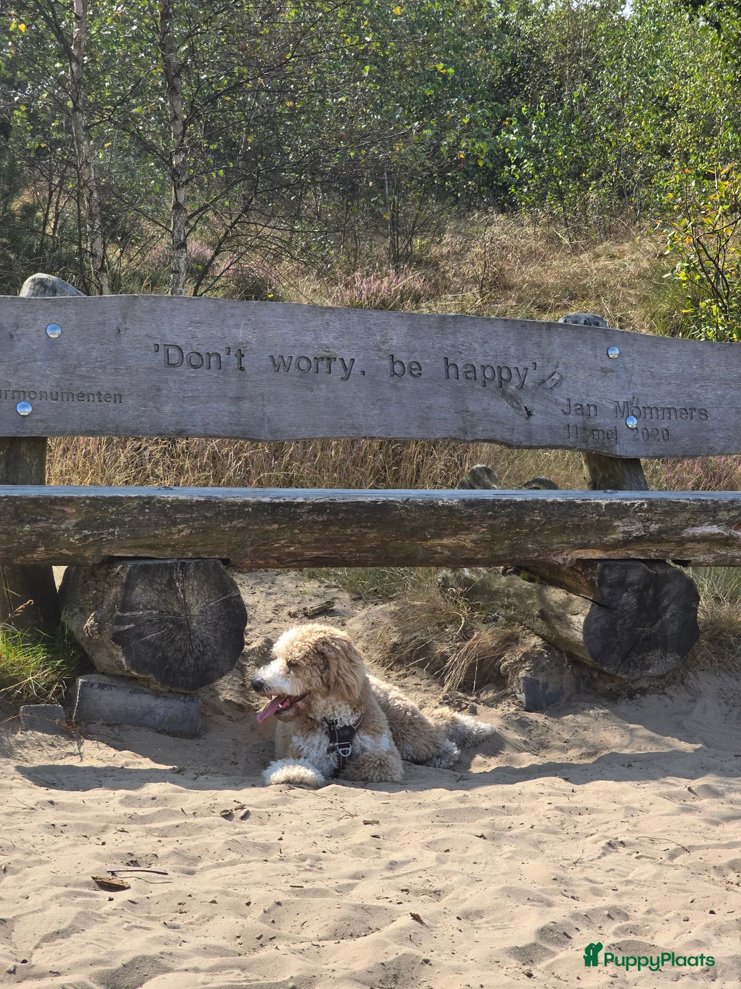 Maltipoo honden ter dekking: Maltipoo multigen dekreu  - Advertentie 9