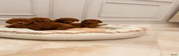 Poedel Toy honden te koop: Beschikbare Toy Poedel pups in Eindhoven - Advertentie 3