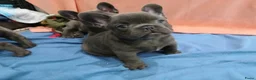 Franse Bulldog honden te koop: Franse Bulldog Pups met langer neusje Blauw&lilac - Advertentie 4
