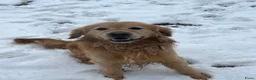 Golden Retriever honden te koop: Prachtige golden retriever pups (geteste ouders) - Advertentie 10
