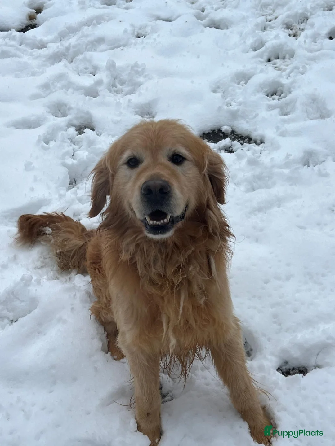 Golden Retriever honden te koop: Prachtige golden retriever pups (geteste ouders) - Advertentie 10