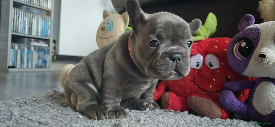 Franse Bulldog honden te koop:  Prachtige Blauwe Bulldog puppy’s thuisnestje - Advertentie 19