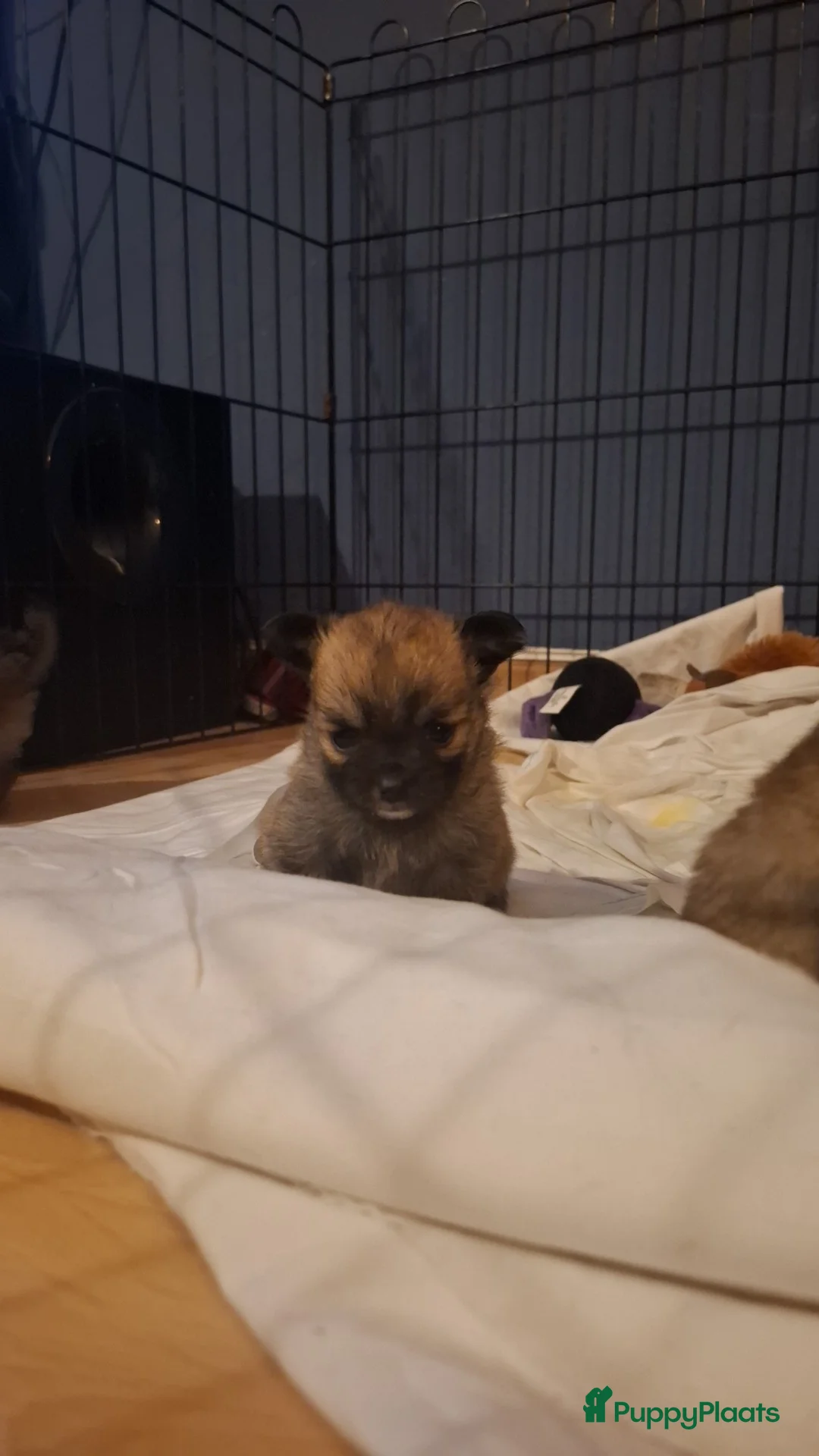 Pomchi honden te koop: Pomchi's - Advertentie 4