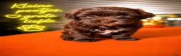 Maltipoo honden te koop: Maltipoo pup - Advertentie 3