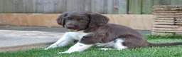 Heidewachtel honden te koop: Prachtige Heidewachtel puppy's aangeboden - Advertentie 7