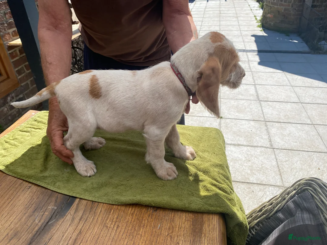 Spinone Italiano honden te koop: SPINONE Italiano - Advertentie 7