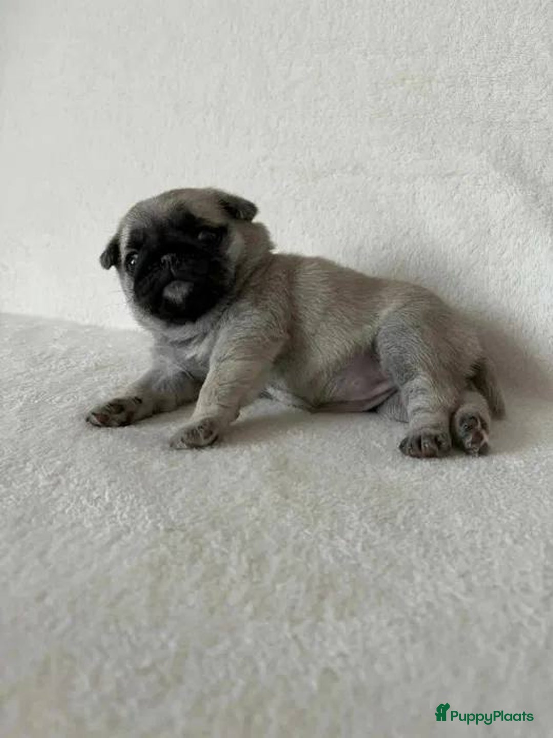 Mopshond honden te koop: Mopshond pups  - Advertentie 5