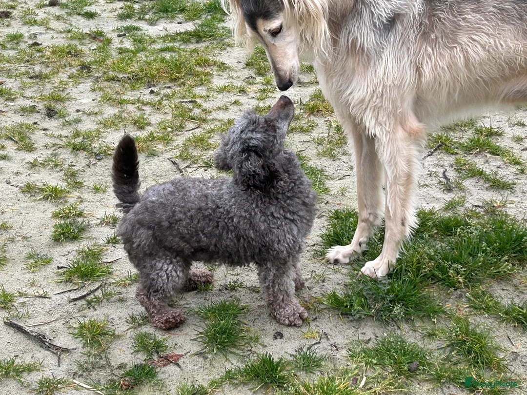 Kruising honden te koop: Mini doodle reu - Advertentie 3