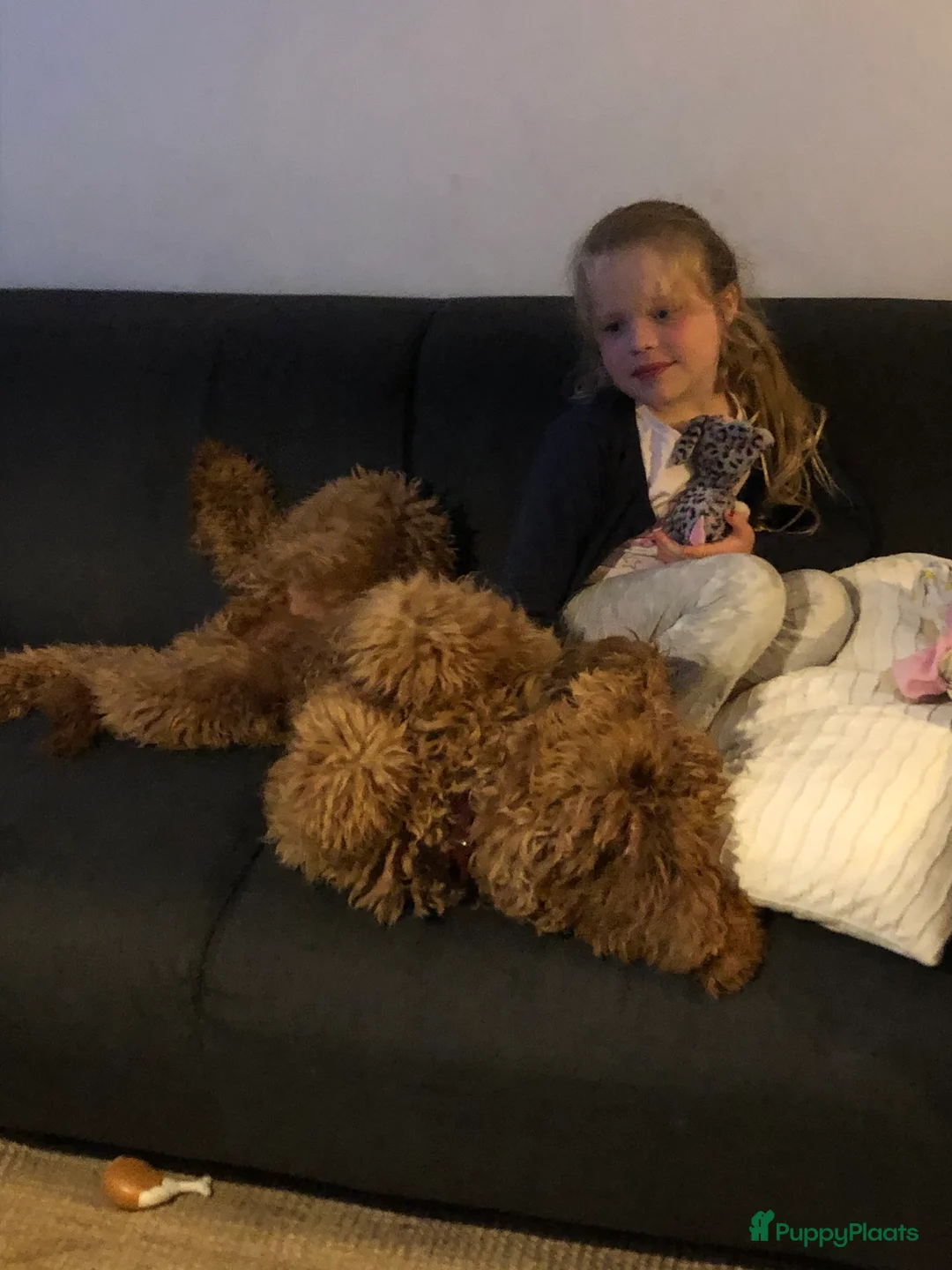 Labradoodle honden ter dekking: KNAPPE AUSTRALIAN LABRADOODLE DEKREU PUK in Breda - Advertentie 3