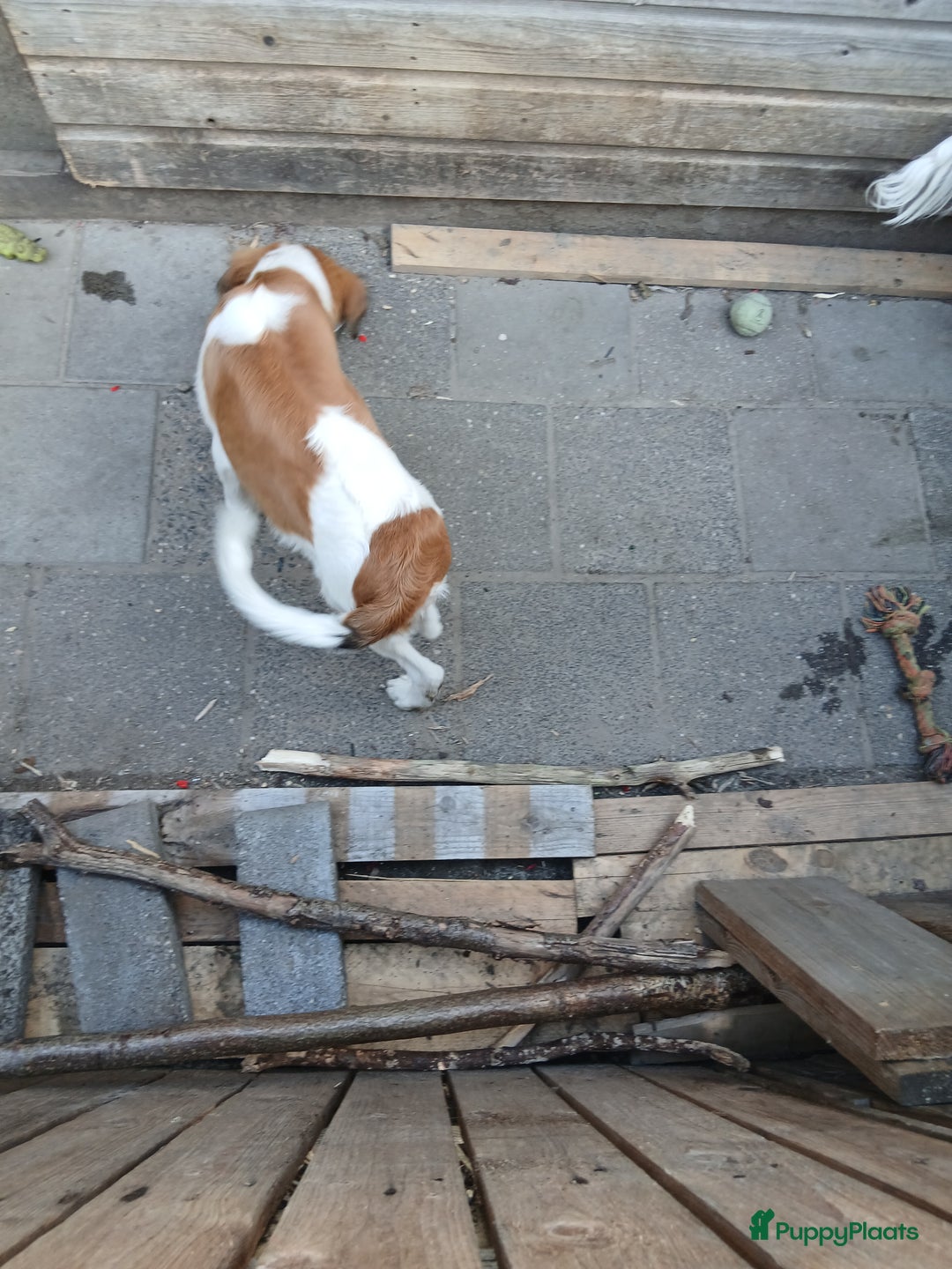 Kooikerhondje honden te koop: Kooikerhondje reu in Twijzelerheide - Afbeelding 5