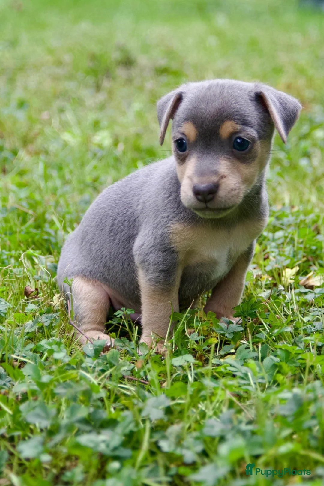 Jack Russel Terriër honden te koop: Knappe blue and tan Reu in Tuil - Advertentie 1