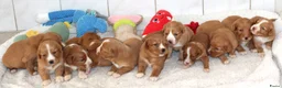 Nova Scotia Duck Tolling Retriever honden te koop: Prachtige nova scotia duck tolling retriever pups - Advertentie 3