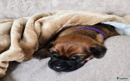 Rhodesian Ridgeback honden te koop: Rhodesian Ridgeback pups+stamboom 2reutjes 8weken  in Wierden - Afbeelding 16