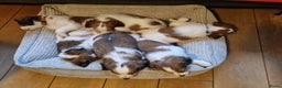 Kooikerhondje honden te koop: 6 Kooiker pups / alle nu gereserveerd!  - Advertentie 4