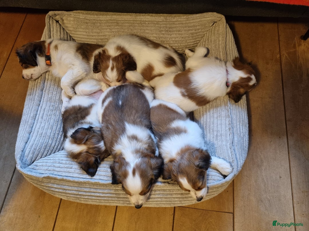 Kooikerhondje honden te koop: 6 Kooiker pups / alle nu gereserveerd!  - Advertentie 4