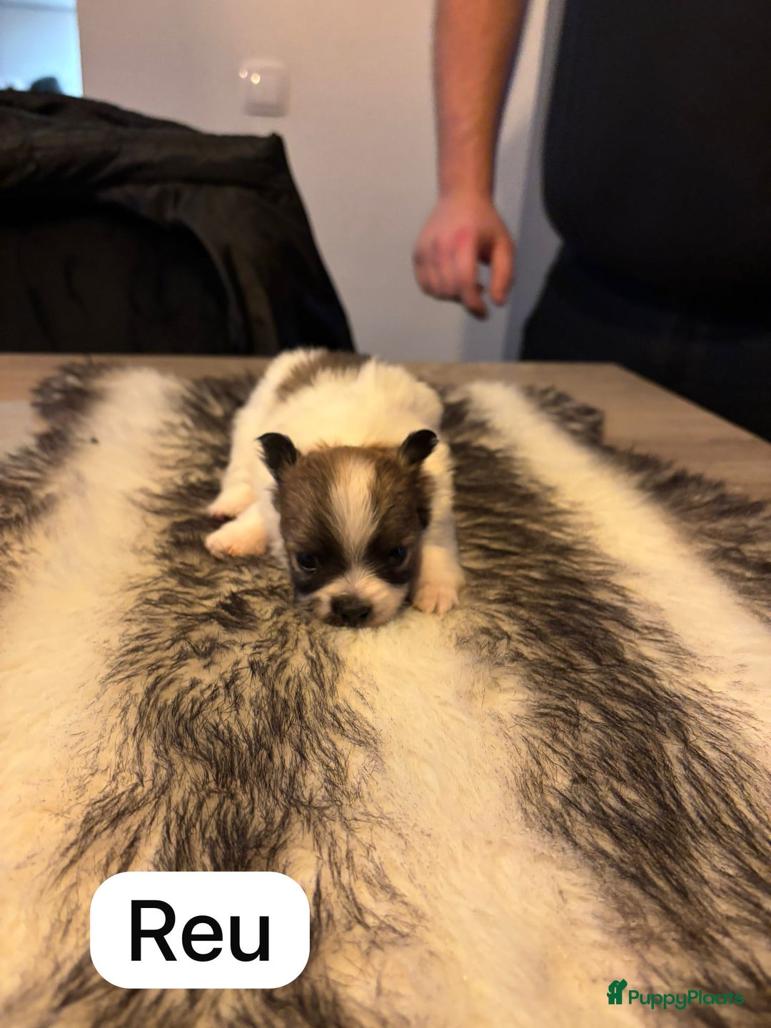 Pomeriaan honden te koop: Pomchi pups - Advertentie 5