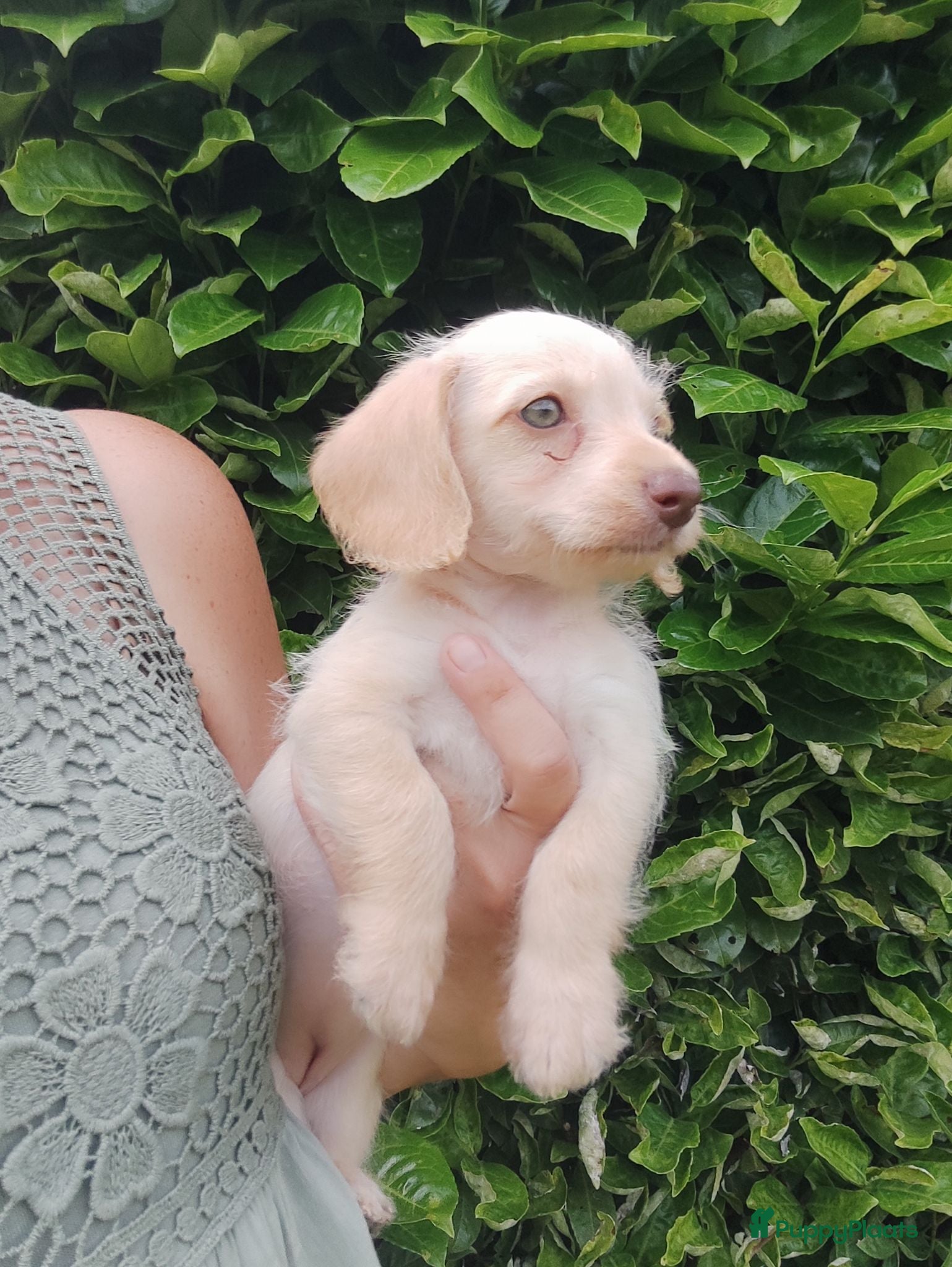 Kruising honden Doxiepoo pups. toypoedel x dwergteckel  - Advertentie 4