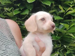 Kruising honden Doxiepoo pups. toypoedel x dwergteckel - Advertentie 1