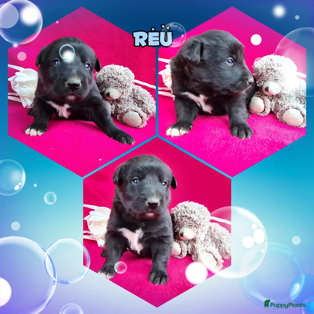 Kruising honden te koop: Uniek Borador pups van Stamboomouders F1 - Advertentie 5