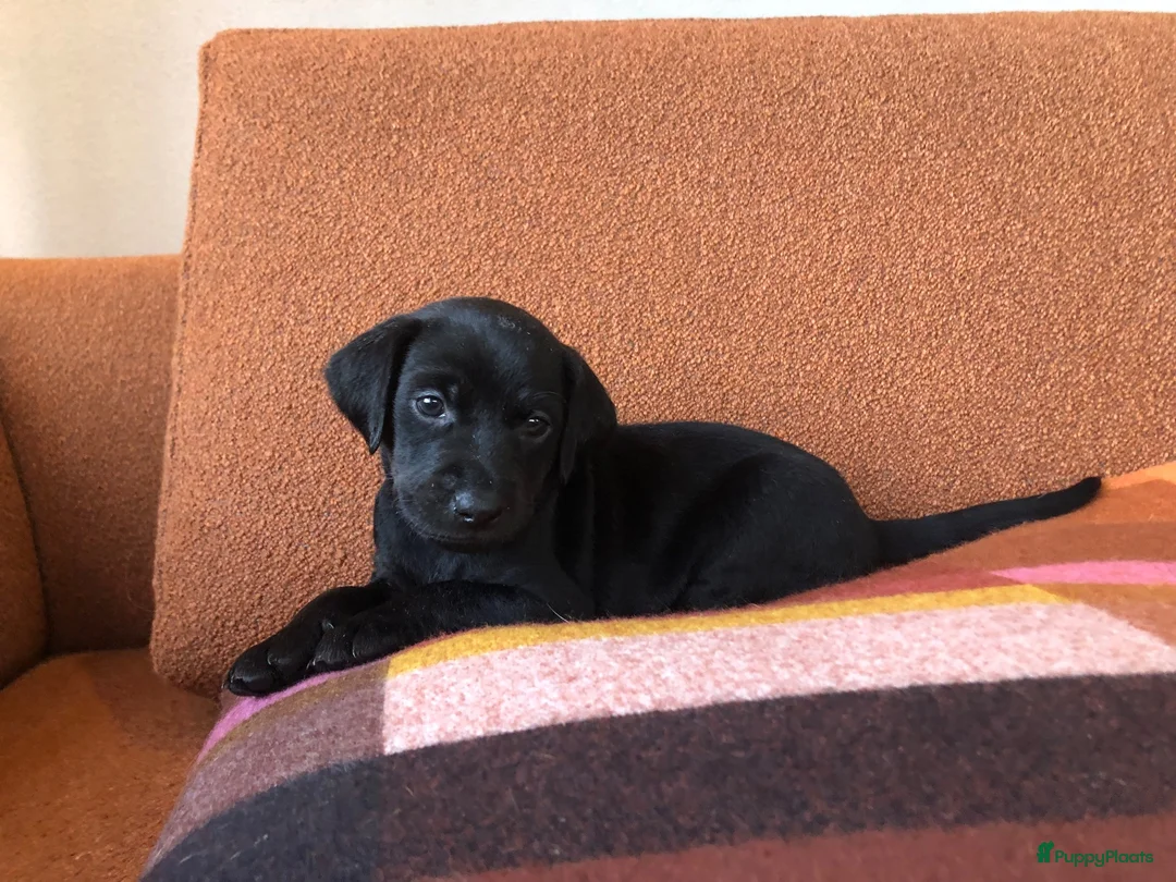 Kruising honden te koop: Labradoodle mix pups  - Advertentie 20