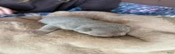 Franse Bulldog honden te koop: Mooi franse bulldog pups - Advertentie 23