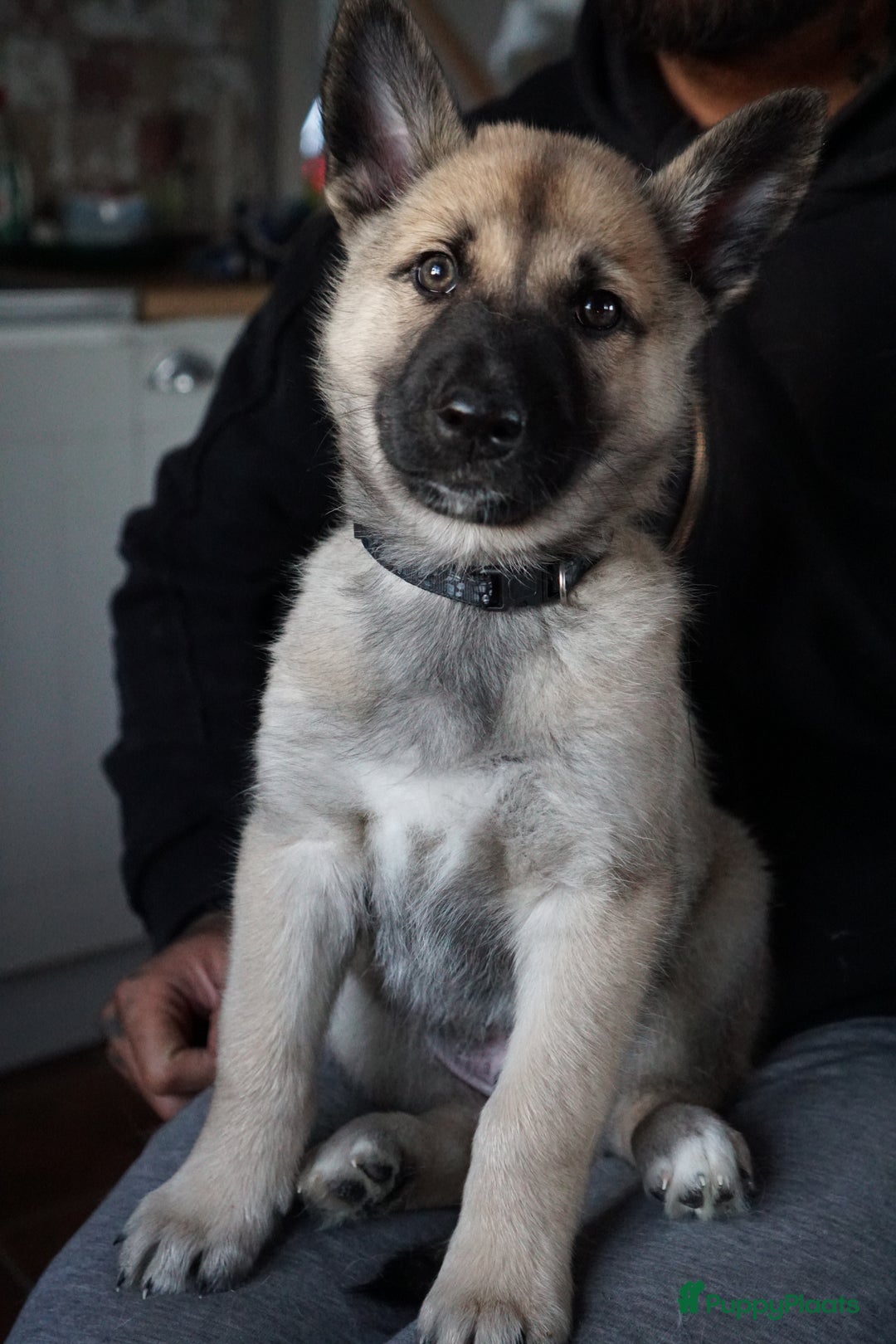 Kruising honden te koop: Prachtige Husky x Mechelse herder kruising pups - Advertentie 7